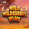 Wild Wildebeest Wins