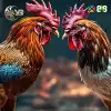 Cock Fighter
