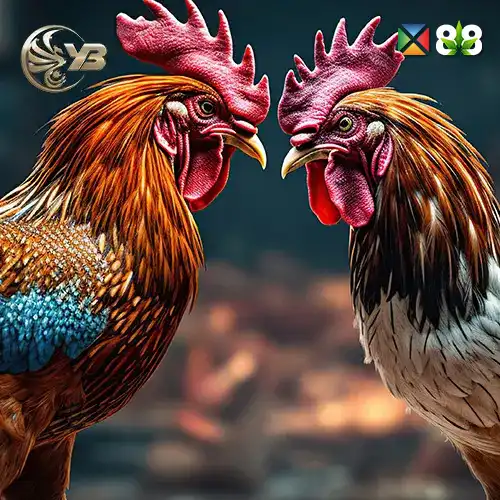 Cock Fighter