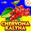 Chervona Kalyna