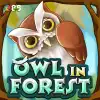 Owl In Forest