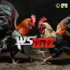 WS168 Cockfighting