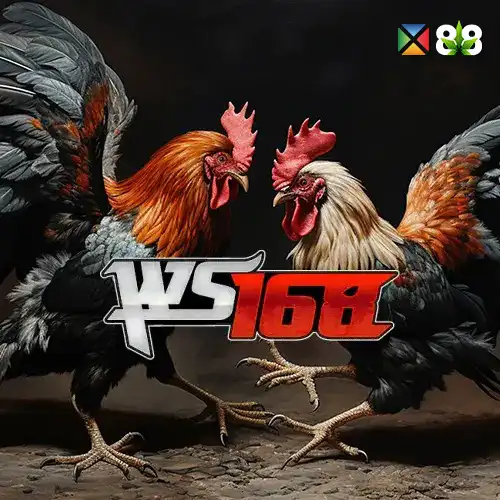 WS168 Cockfighting